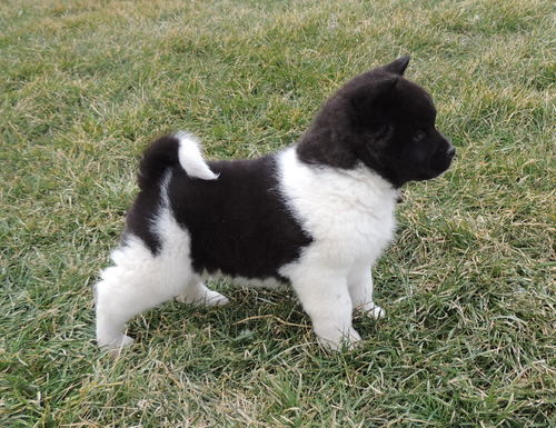 Devoted Akita Puppies For Sale Text +1 (516) 262-6359 Image eClassifieds4u