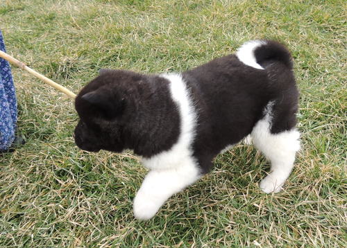 Devoted Akita Puppies For Sale Text +1 (516) 262-6359 Image eClassifieds4u