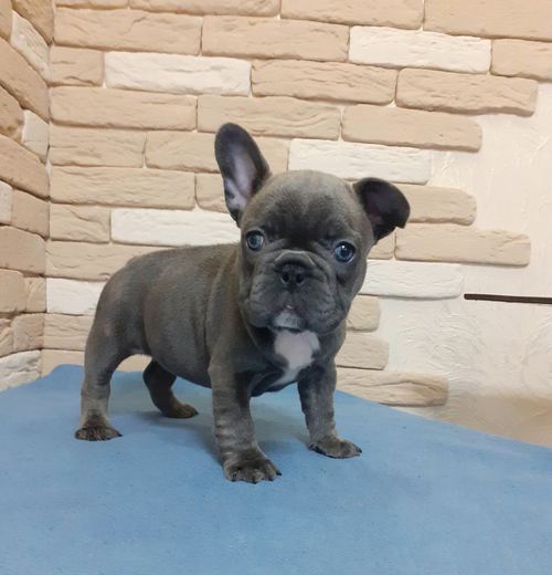 French Bulldog For Sale Text +1 (516) 262-6359 Image eClassifieds4u