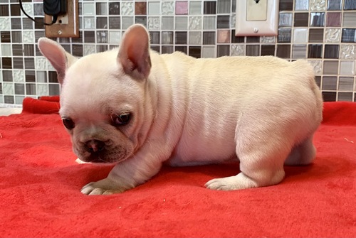 French Bulldog For Sale Text +1 (516) 262-6359 Image eClassifieds4u