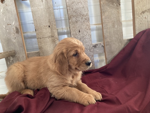 Golden Retrievers Puppies For Sale Text +1 (516) 262-6359 Image eClassifieds4u