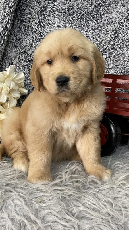 Golden Retrievers Puppies For Sale Text +1 (516) 262-6359 Image eClassifieds4u