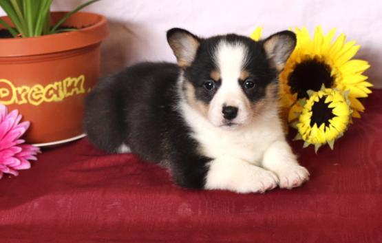 Insightful, Playful Pembroke Welsh Corgi Puppies For Sale Text +1 (516) 262-6359 Image eClassifieds4u
