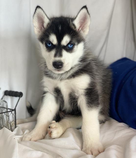 Inspiring, Decent Siberian Husky Puppies For Sale Text +1 (516) 262-6359 Image eClassifieds4u