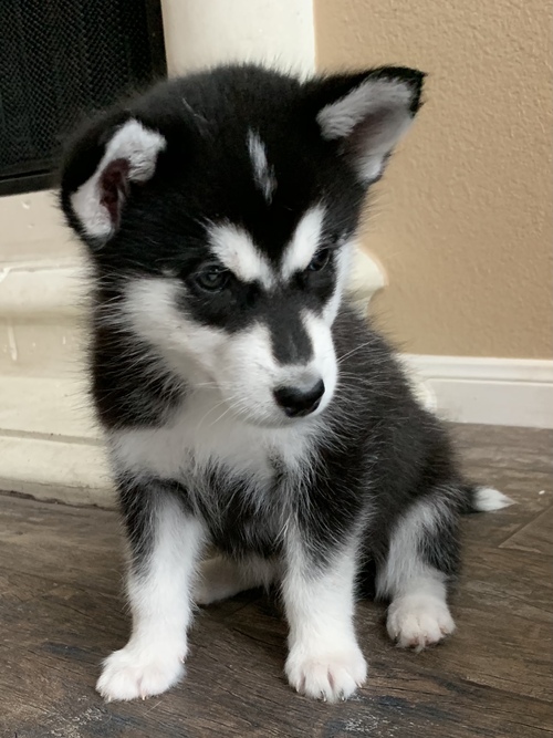 Inspiring, Decent Siberian Husky Puppies For Sale Text +1 (516) 262-6359 Image eClassifieds4u