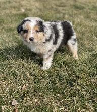 Australian Shepherd Puppies for Sale Text +1 (516) 262-6359 Image eClassifieds4u 2