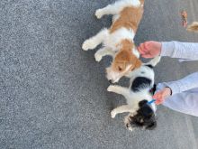 Beautiful Fox Terrier Puppies For Sale Text us at ‪(908) 516-8653‬ Image eClassifieds4U