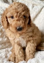Bernedoodle Puppies For Sale Text +1 (516) 262-6359 Image eClassifieds4u 2