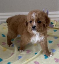 Bernedoodle Puppies For Sale Text +1 (516) 262-6359 Image eClassifieds4u 3