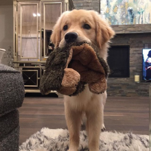 Cute golden retriever for sale Image eClassifieds4U