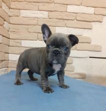 French Bulldog For Sale Text +1 (516) 262-6359 Image eClassifieds4u 3