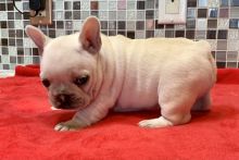 French Bulldog For Sale Text +1 (516) 262-6359 Image eClassifieds4u 2