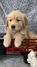 Golden Retrievers Puppies For Sale Text +1 (516) 262-6359 Image eClassifieds4u 2