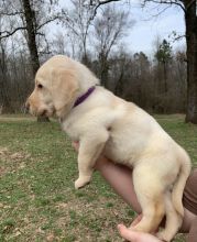 Labrador Retriever Puppies For Sale Text +1 (516) 262-6359 Image eClassifieds4u 3