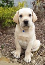 Labrador Retriever Puppies For Sale Text +1 (516) 262-6359 Image eClassifieds4u 1