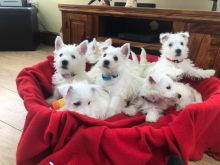 Playful Adorable West Highland Terrier For Sale Image eClassifieds4u 2