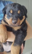 Rottweiler Puppies For Sale Text +1 (516) 262-6359 Image eClassifieds4u 2