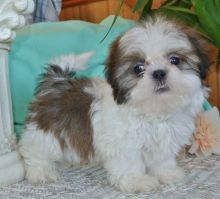 Shih Tzu Puppies For Sale Text +1 (516) 262-6359 Image eClassifieds4u 4