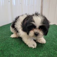 Shih Tzu Puppies For Sale Text +1 (516) 262-6359 Image eClassifieds4u 3