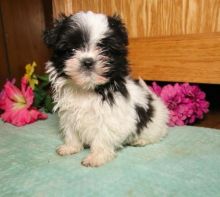 Shih Tzu Puppies For Sale Text +1 (516) 262-6359 Image eClassifieds4u 2