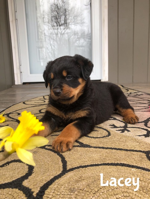 Rottweiler Puppies For Sale Text +1 (516) 262-6359 Image eClassifieds4u