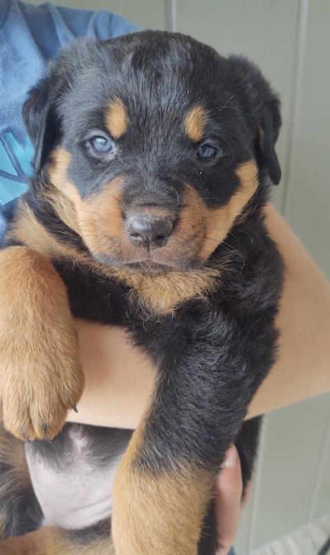 Rottweiler Puppies For Sale Text +1 (516) 262-6359 Image eClassifieds4u