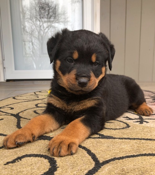 Rottweiler Puppies For Sale Text +1 (516) 262-6359 Image eClassifieds4u