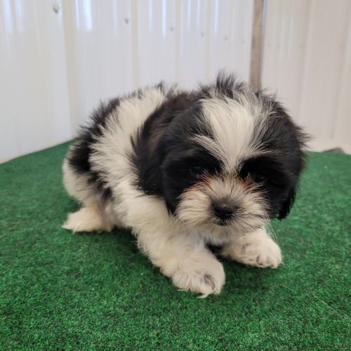 Shih Tzu Puppies For Sale Text +1 (516) 262-6359 Image eClassifieds4u