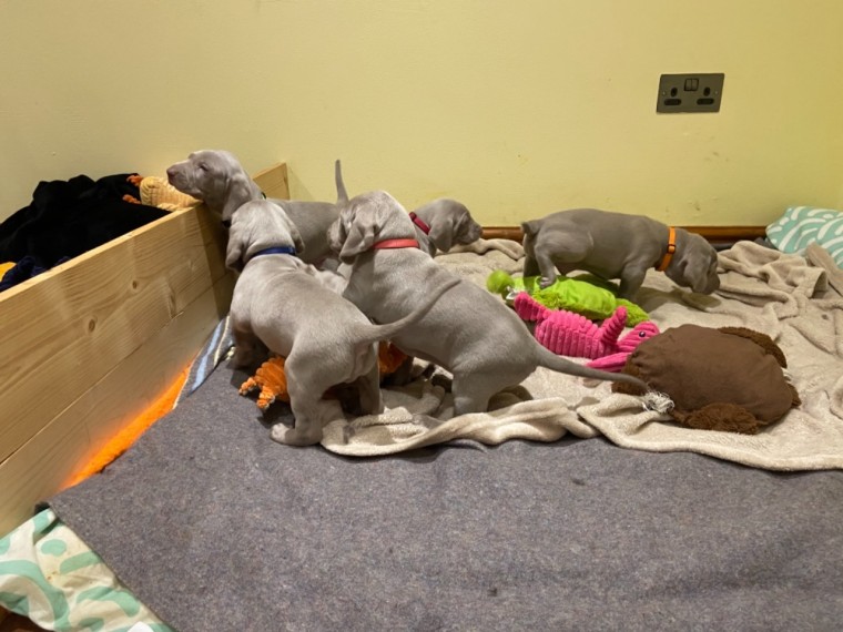 Weimaraner Puppies For Sale Text us at ‪(908) 516-8653 Image eClassifieds4u