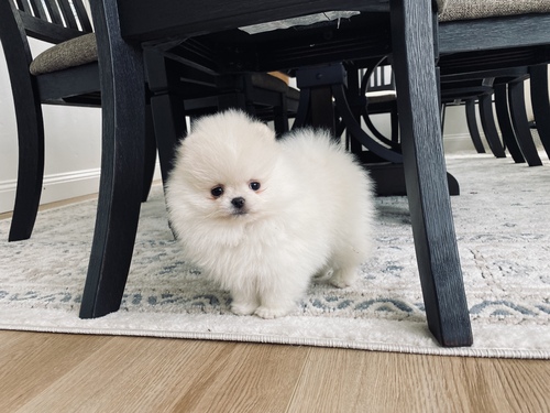 healthy Pomeranian puppies for adoption Image eClassifieds4u