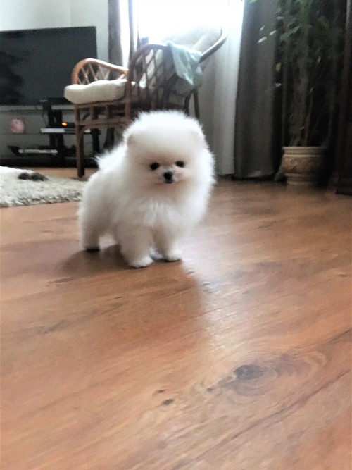 NICE MALE AND FEMALE T-CUP POMERANIAN PUPPIES AVAILABLEFOR Image eClassifieds4u