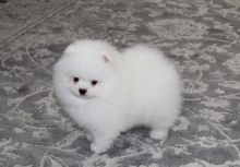 Female Socialized Pomeranian Puppy For Adoption.