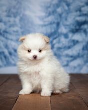 White Tea Cup Pomeranian puppy for adoption