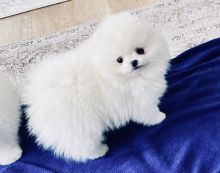 2 Playful and Affectionate Pomeranian Puppies Available