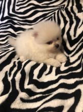 2 Teacup Pomeranian Puppies Available