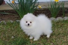 affectionate teacup pomeranian puppy for (free) adoption