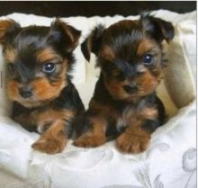 Agreeable Amiable Amusing Yorkie Puppies For A Loving Family