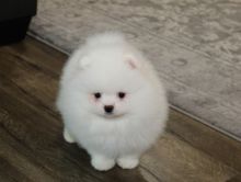 Cute and Adorable Pomeranian Puppies for Sale