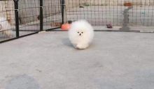 Gracious and Awesome Pomeranian Puppies For Sale