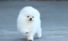 Healthy Pomeranian puppies for free adoption