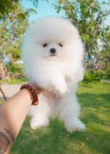 Healthy white pomeranian puppies for you