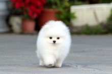 HOME trained Teacup Pomeranian puppies for adoption