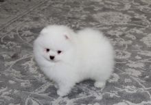 Lovely Pomeranian puppies for ready for new homes