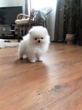 Pomeranian puppies very special dog