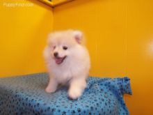 Pomeranian Pups for Available