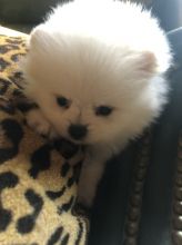 VERY VERY TINY Male and Female Pomeranian Puppies