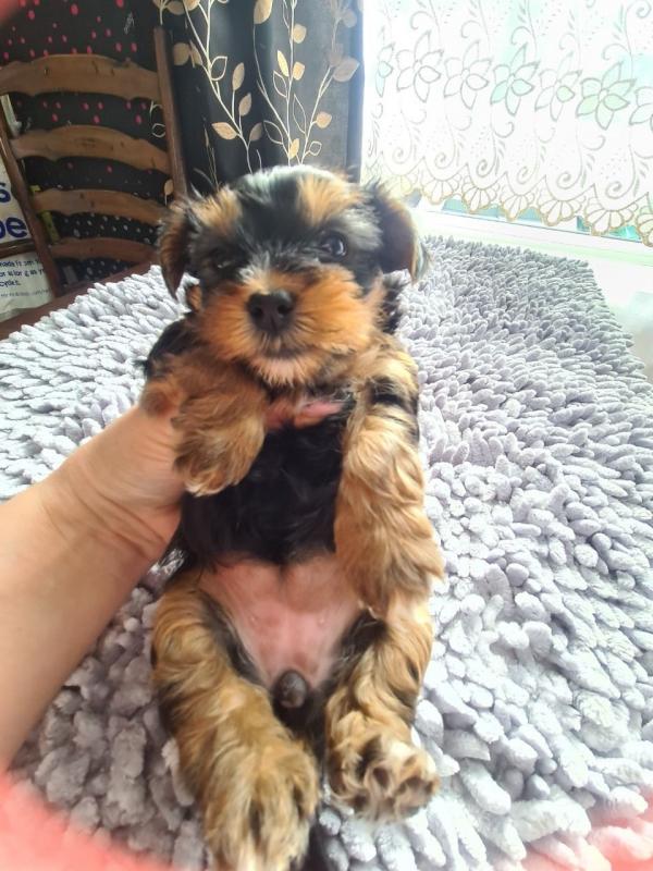 2 Marvelous Yorkie Puppies Available Image eClassifieds4u