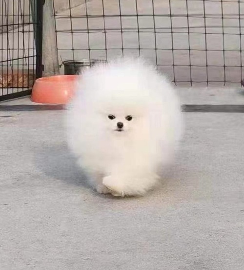 affectionate white teacup Pomeranian puppies for (free) adoption Image eClassifieds4u