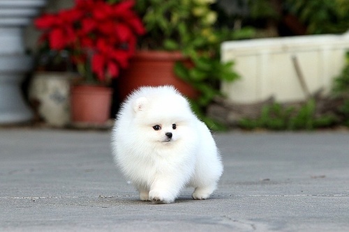 affectionate white teacup Pomeranian puppies for (free) adoption Image eClassifieds4u