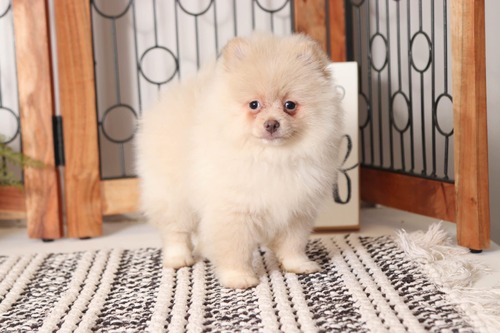 Beautiful Pomeranian puppies for your home Image eClassifieds4u